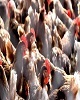 گلستان دومین استان تولیدکننده عمده گوشت مرغ مصرفی کشور شد