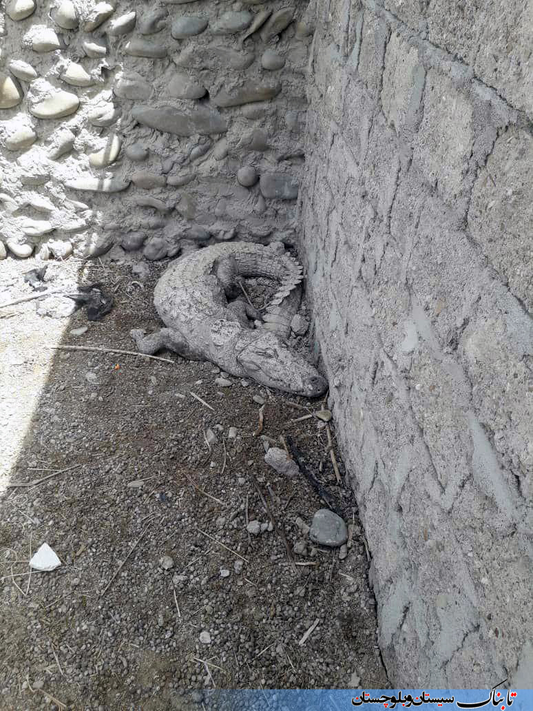 به دام افتادن تمساح در روستای هوتک چابهار + تصاویر به دام افتادن تمساح در روستای هوتک چابهار + تصاویر