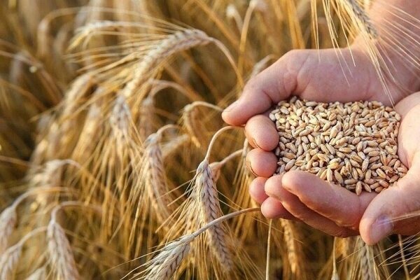 آغاز خرید تضمینی گندم در لرستان آغاز خرید تضمینی گندم در لرستان