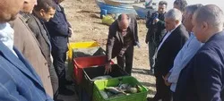 آذربایجان غربی رتبه سوم کشوری را در تولید ماهی در منابع آب های داخلی دارد