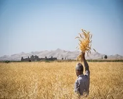 پیش بینی برداشت 289 هزار تن گندم در اصفهان