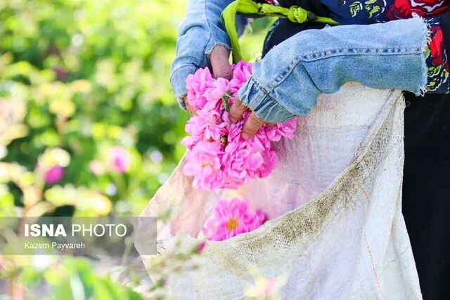 آغاز برداشت گل محمدی از ۳۴۰ هکتار گلستان‌های اردبیل